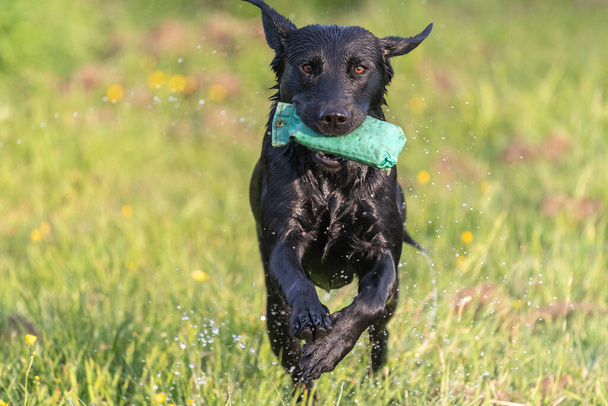 Primer plano de un Labrador negro mojado corriendo por un campo mientras lleva un maniquí de entrenamiento - Foto, imagen