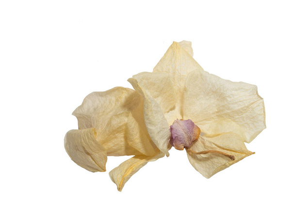 κίτρινο Orchid Phalaenopsis ελαιογραφία προοπτική, χρώμα ξηρό ευαίσθητα λουλούδια και πέταλα, πιέζεται απομονώνονται σε λευκό φόντο σημειώσεις της τέχνης διάταξη λουλούδι - Φωτογραφία, εικόνα