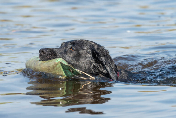 Primer plano de un pedigrí negro Labrador recuperando un maniquí del agua - Foto, imagen