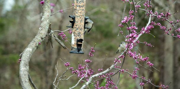 A pair of tufted titmouse birds. One enjoying the bird seed. The other resting on a budded tree limb. - Photo, Image