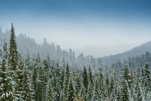 winter coniferous forest in frosty haze, fog over snowy peaks of pines - Photo, Image