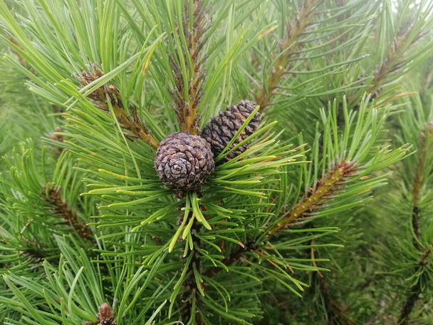 Small cone on the pine tree - Photo, Image