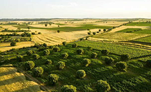 Aerial view at olive tree plantation at sunset - Foto, Imagen