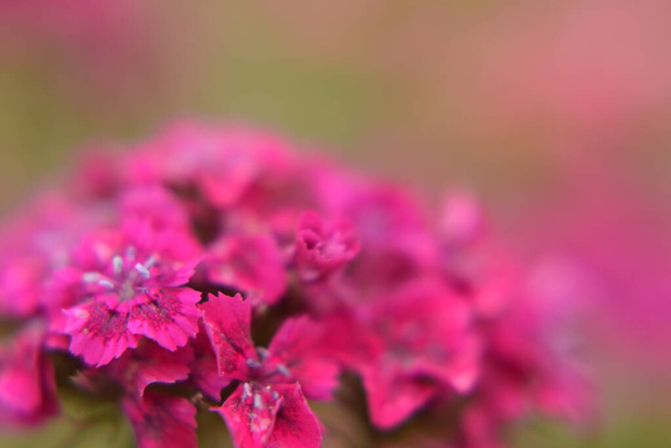 Primer plano de un clavel de jardín rosa. Macro foto de flores de verano
. - Foto, imagen