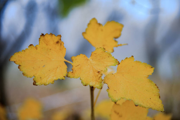 yellow leaves in garden under sk - Foto, Bild