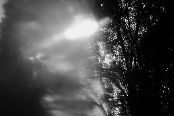 гілки дерева абстрактне розмиття
 - Фото, зображення