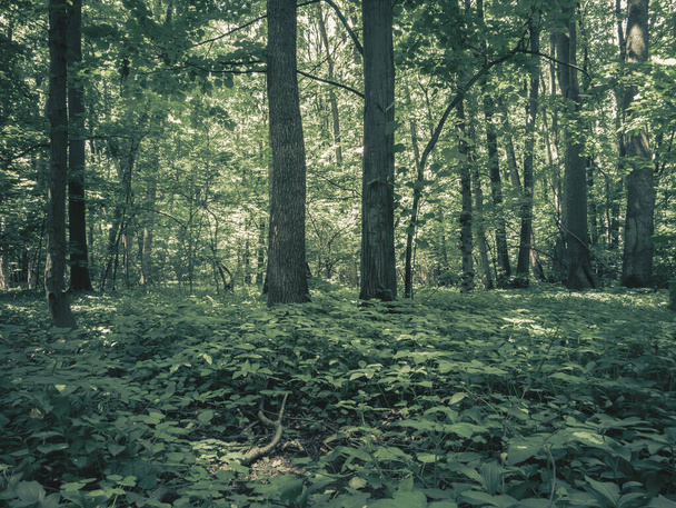 Baneasa Wald in der Nähe von Bukarest Rumänien. Frühling Sommer dunkelgrüne Waldlandschaft - Foto, Bild