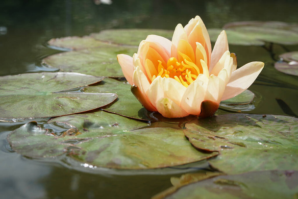 Nénuphar jaune dans l'étang entre ses feuilles. - Photo, image