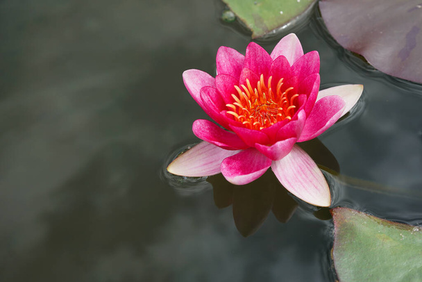 Vaaleanpunainen vesi lilja sen uskomattoman vahva väri. - Valokuva, kuva