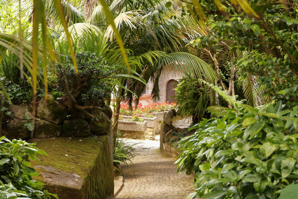 Palmen, planten en vegetatie van prachtige tuin - Foto, afbeelding