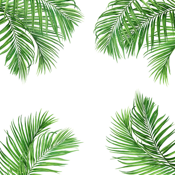 Aquarel schilderijlijst kokosnoot, palmblad, groene bladeren geïsoleerd op witte achtergrond.Aquarel hand - Foto, afbeelding