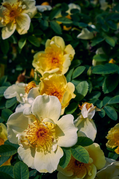 Fényes sárga és narancssárga kutyás rózsák (Rosa corymbifera) közeli felvétele a napsütésben. - Fotó, kép