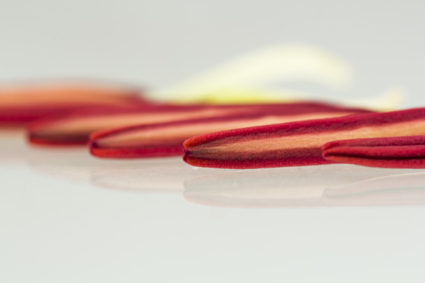 Лілія тичинки
 - Фото, зображення