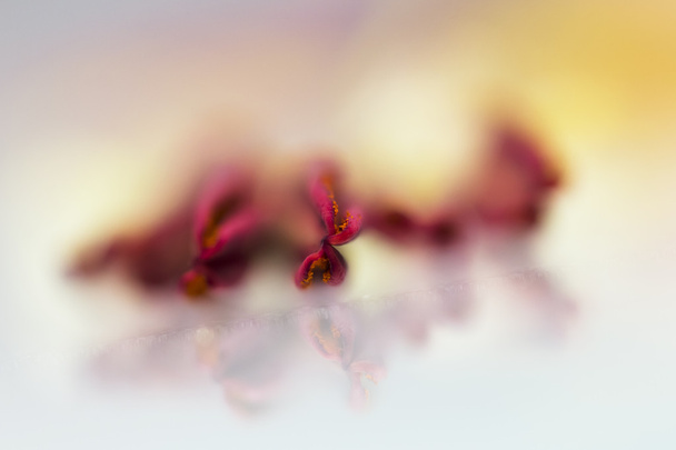 Abstract lily stamens and reflections - Zdjęcie, obraz