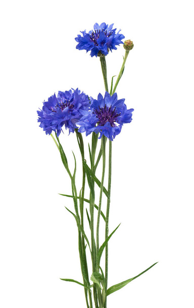 Beautiful blue cornflower isolated on white background - 写真・画像