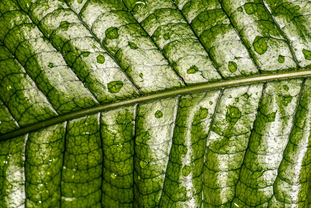 Crocodile Fern Leaf (Microsorum musifolium) - Photo, Image