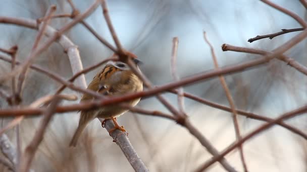Tree Sparrow - Footage, Video