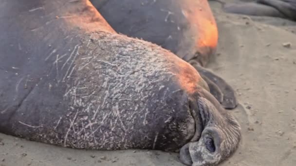 elefante foca dormindo
 - Filmagem, Vídeo