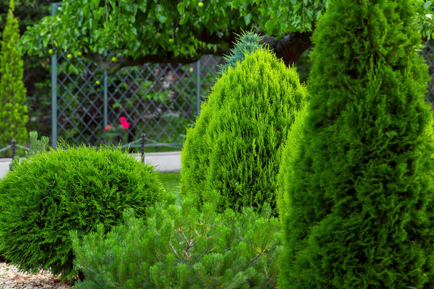 Landscaping of a backyard garden with evergreen conifers and thuja in a summer park with decorative landscape design close up details, nobody. - Foto, Imagen