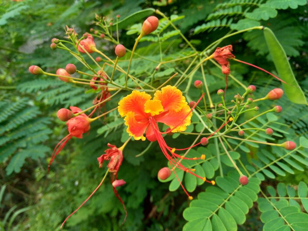 Caesalpinia pulcherrima (ονομάζεται επίσης poinciana, λουλούδι παγώνι, κόκκινο πουλί του παραδείσου, μεξικάνικο πουλί του παραδείσου, νάνος poinciana, υπερηφάνεια του Μπαρμπάντος, flos pavonis, flamboyant-de-jardin, kembang merak). - Φωτογραφία, εικόνα