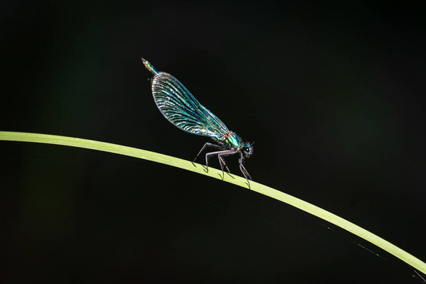 Green dragonfly laid on a blade of grass, image of a large insect on a dark background - Photo, Image