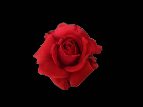 única rosa vermelha em um fundo preto
 - Foto, Imagem