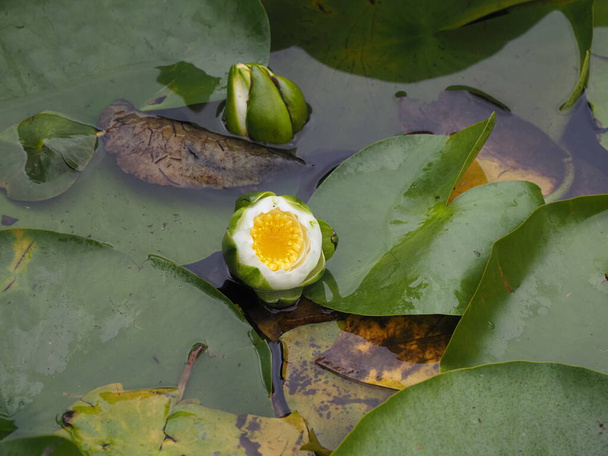 Lirios de agua comienza a abrirse en la superficie del estanque cubierto con almohadillas verdes
 - Foto, imagen