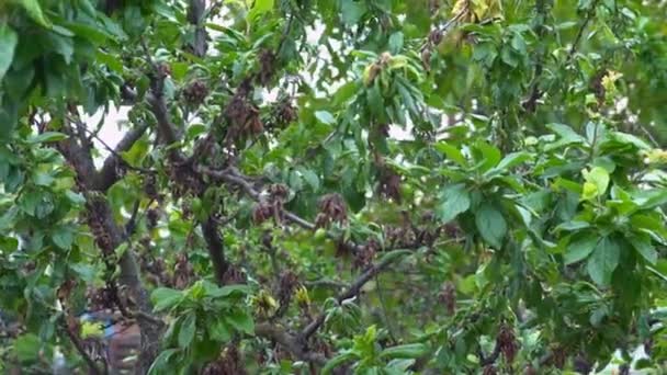 Necrose van de bladeren van fruitbomen. Dode bladweefsel van fruitbomen na invasie van schadelijke insecten door bladluizen - Video