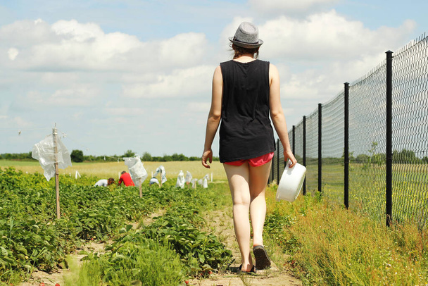 Άνθρωποι που συλλέγουν φράουλες στον αγρό. - Φωτογραφία, εικόνα