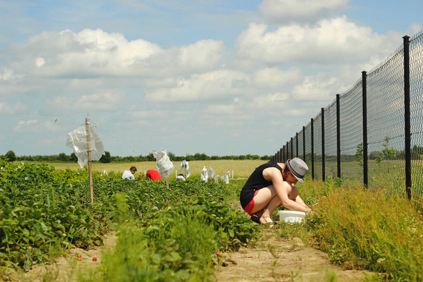 Gente recolectando fresas en el campo
. - Foto, imagen