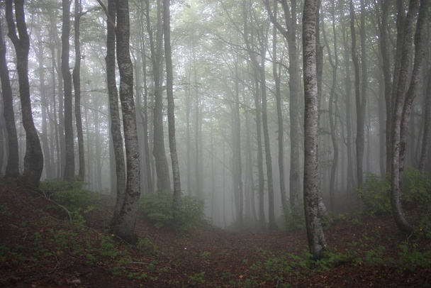 las bukowy otoczony roślinnością i gęstą mgłą górską na wsi Toskanii - Zdjęcie, obraz
