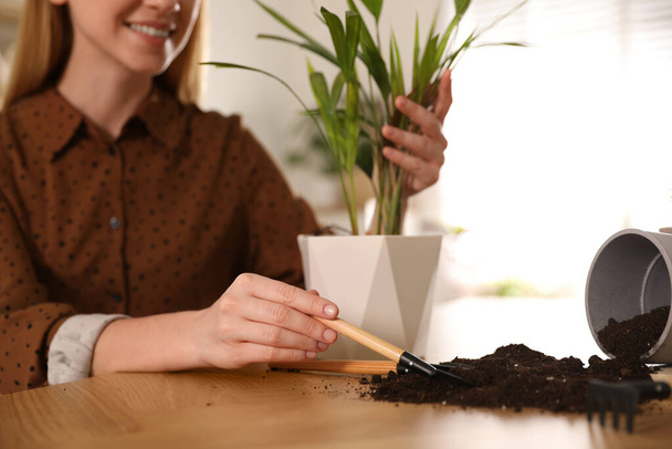 Young woman potting beautiful plant at home, closeup. Engaging hobby - 写真・画像