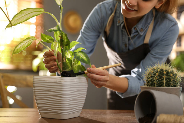 Young woman potting Dieffenbachia plant at home, closeup. Engaging hobby - Photo, image