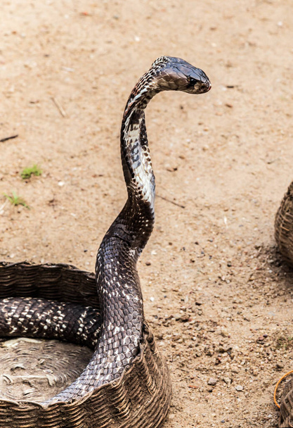 Kukuletalı Kral Kobra Yılanı, Engerek Yılanı, Ophiophagus Hannah Zehirli Yılan. - Fotoğraf, Görsel