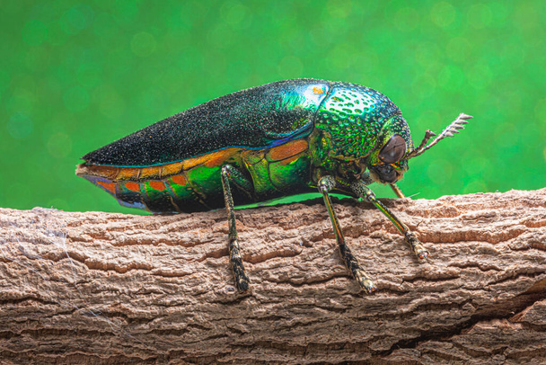 Macro-insecten Buprestidae bokeh achtergrond - Foto, afbeelding