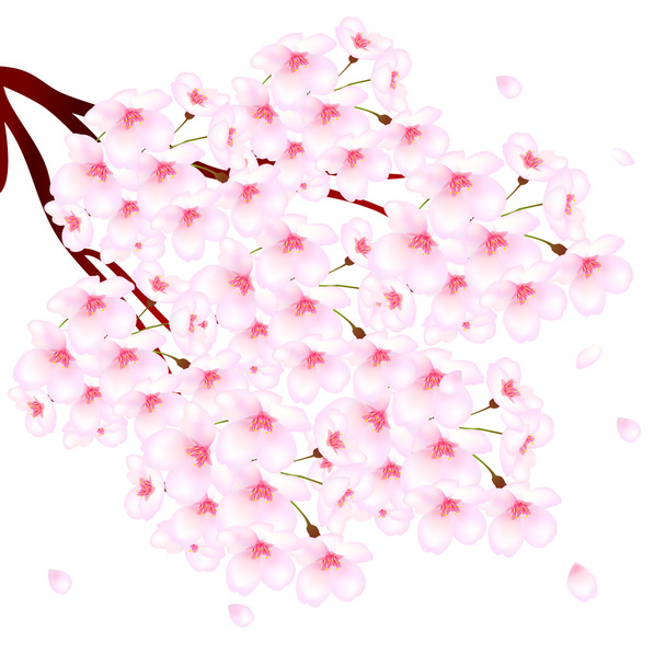 桜背景 - ベクター画像