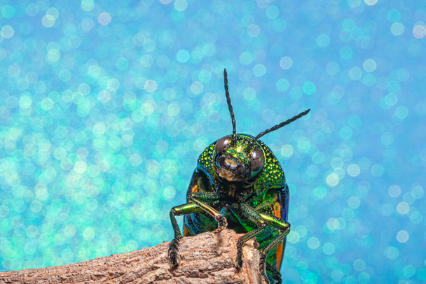 Macro insetos Buprestidae bokeh fundo
 - Foto, Imagem