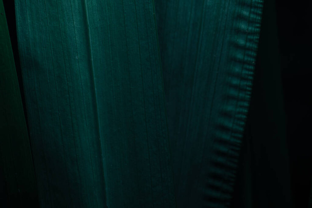 Hojas verdes Color de la planta tono oscuro fondo
 - Foto, imagen
