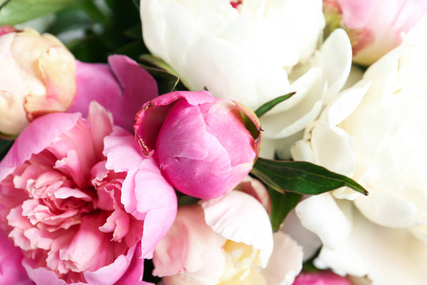 Closeup view of beautiful fragrant peony flowers - 写真・画像