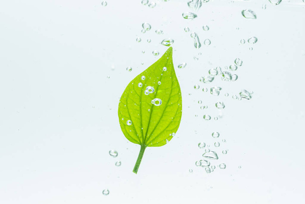 Blätter im Wasser mit Blasen Weißer Hintergrund - Foto, Bild