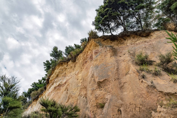 View of sandstone cliff with trees at Kaipara - Valokuva, kuva