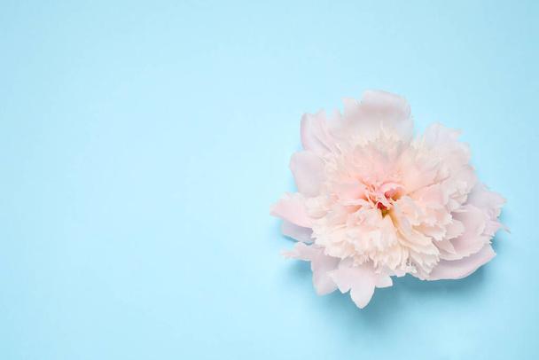 Beautiful fresh peony on light blue background, top view. Space for text - Foto, imagen