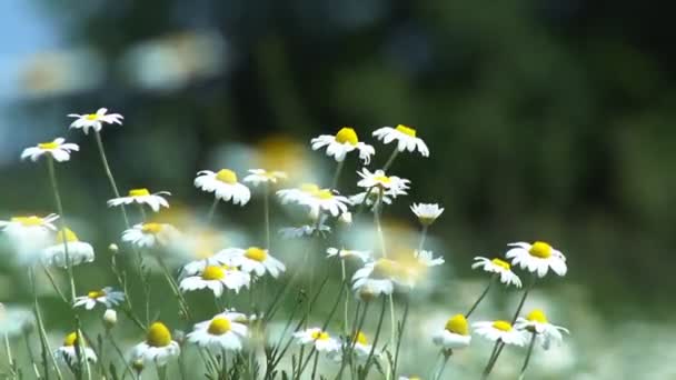 Kwiaty stokrotki w polu Duże pole kwiatów rumianku w letni słoneczny dzień - Materiał filmowy, wideo