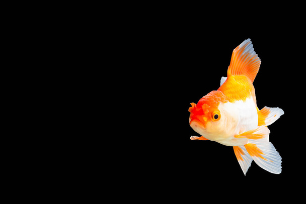 Κοντινό πλάνο Goldfish oranda λευκό με πορτοκαλί Μαύρο φόντο σκηνή - Φωτογραφία, εικόνα