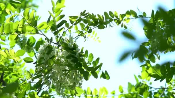 Kvetoucí akátový strom s bílými květy na jaře. Kvetoucí falešná akácie. Kvetoucí květy černého kobylky kývající se větvemi stromů ve větru zelené rozmazané pozadí. Robinia pseudoacacia - Záběry, video