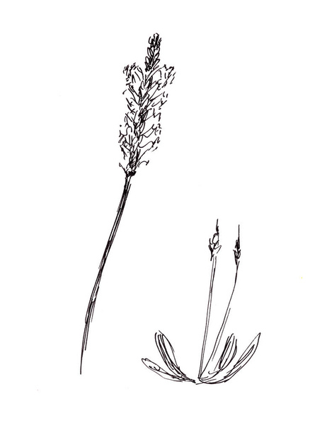 γραφικό μαύρο και άσπρο μοτίβο, βοτανική plantain σκίτσο, λουλούδια και γενική εμφάνιση του φυτού. Εικόνα υψηλής ποιότητας - Φωτογραφία, εικόνα