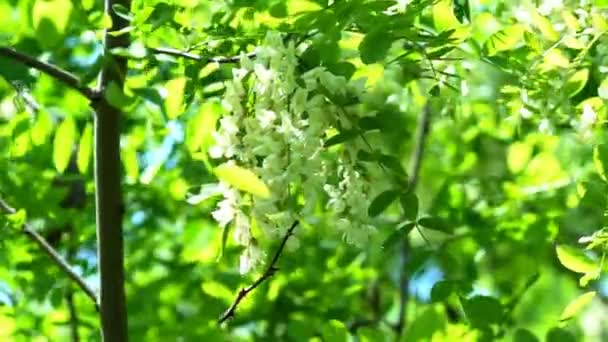 Blühender Akazienbaum mit weißen Blüten im Frühling. Blühende Akazie. Blütenblumen aus Robinien wiegen sich im windgrünen, verschwommenen Hintergrund. Robinienpseudoacacia - Filmmaterial, Video