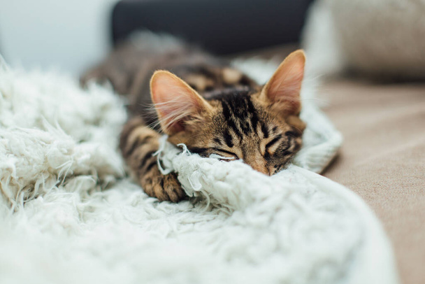 Little charcoal longhair bengal kitty laying on the white blanket. - Fotó, kép