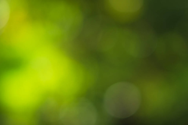 światło słoneczne bokeh zielone liście drzew naturalne zamazane - Zdjęcie, obraz
