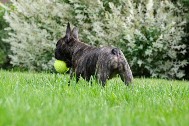 Uroczy brązowy i czarny buldog francuski bawi się w trawie żółtą piłką. - Zdjęcie, obraz